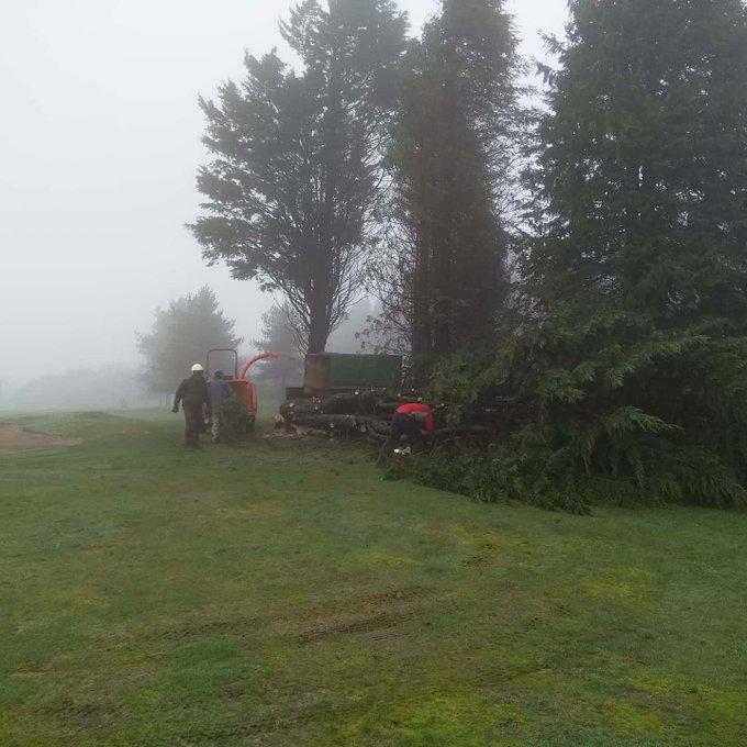 The Mendip Golf leylandii removal