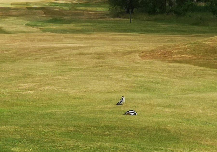 Woodpeckers eating grubs at Ormskirk.jpg