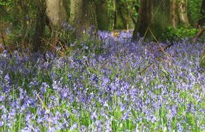 BlueBells-BramshawGC1200x768.jpg