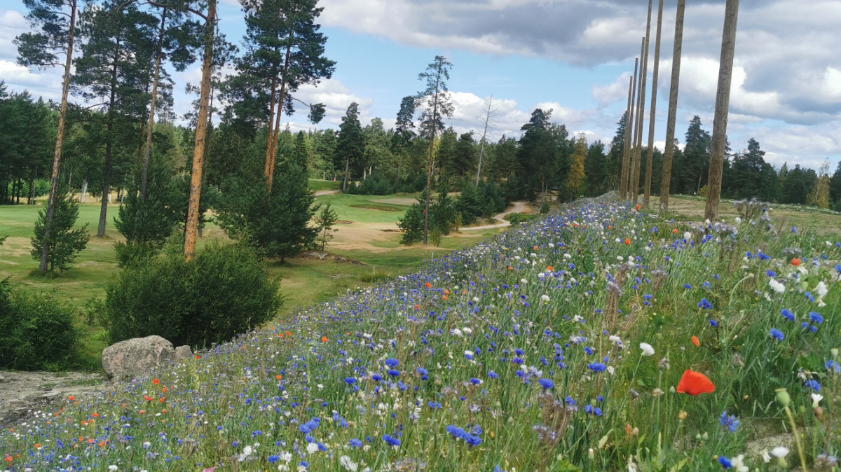 A wildflower area at Hirsala