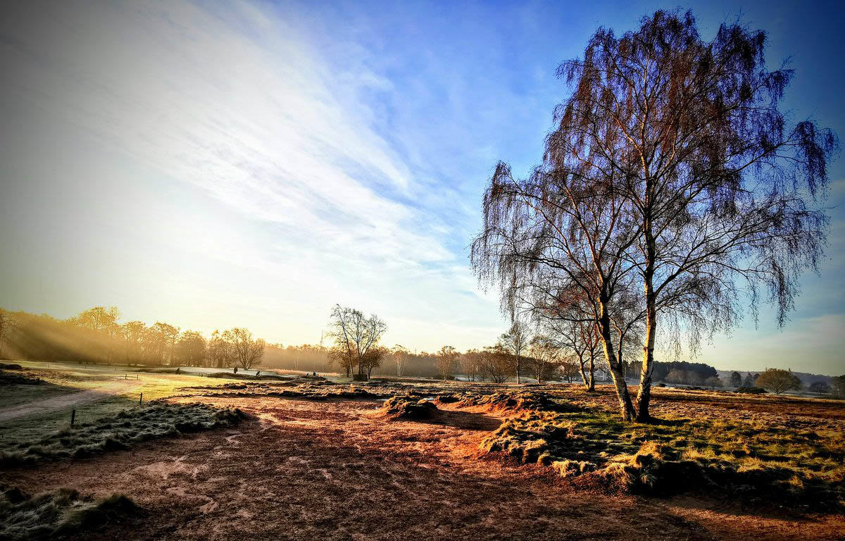 Bare ground sandscrape at Notts