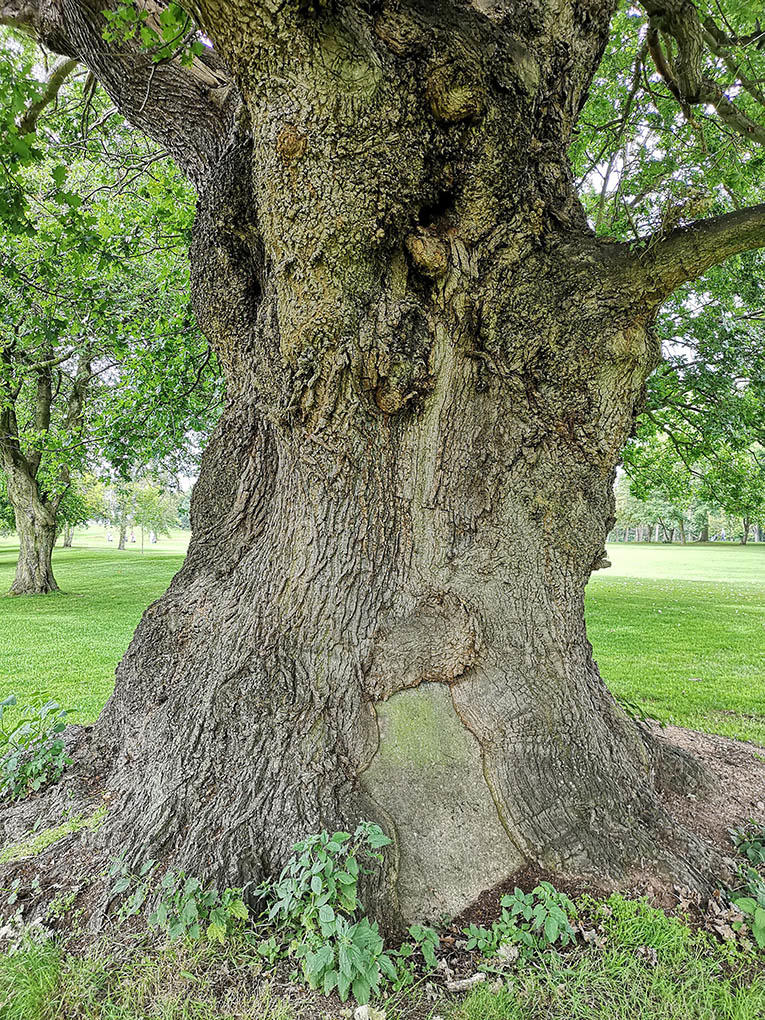 Coventry Cement Tree