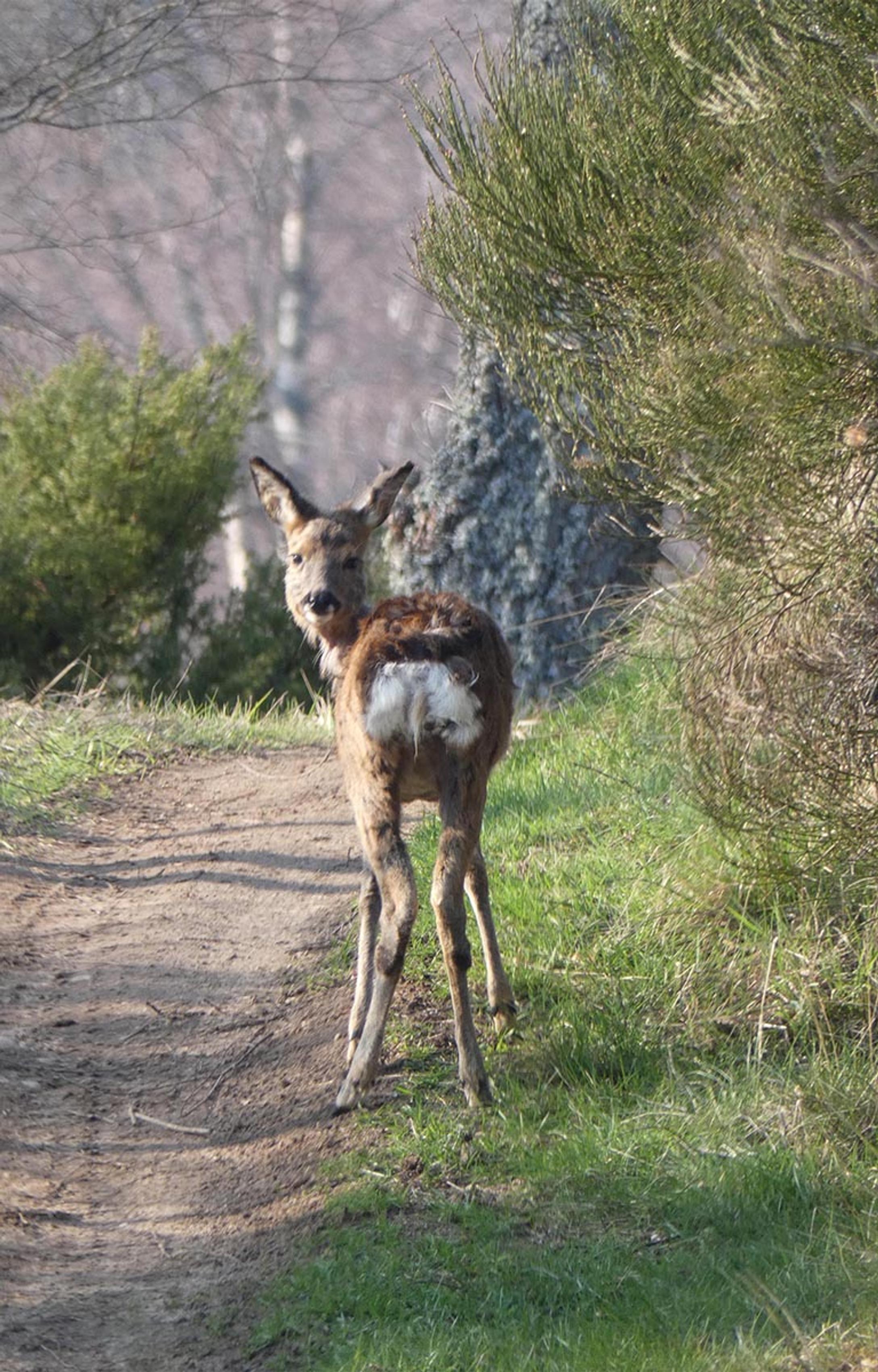 Deer at the Boat of Garten Golf Club