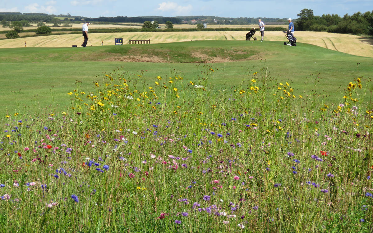 Wildflowers for Karen.JPG