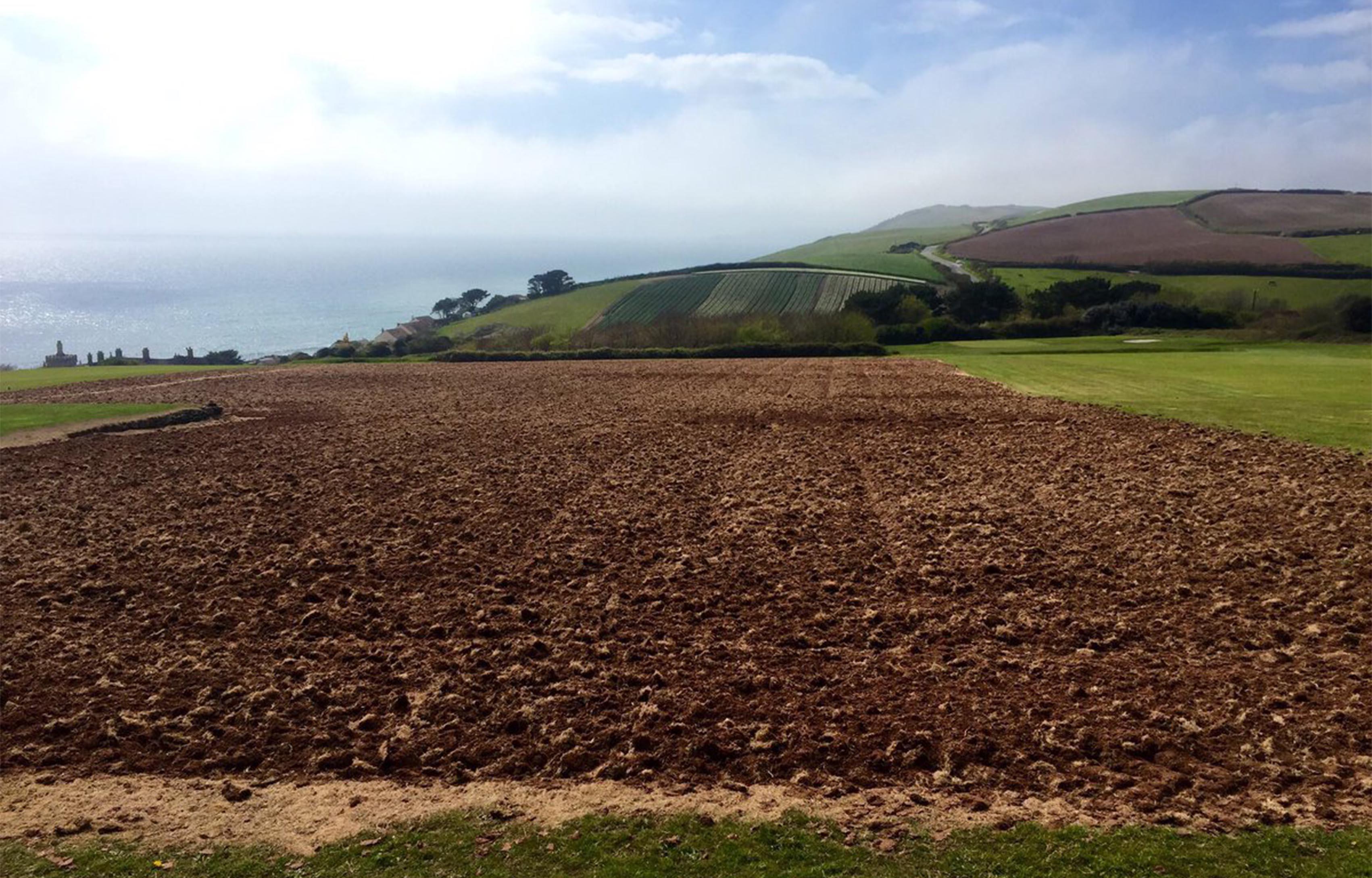 Whitsand Bay's wildflower area