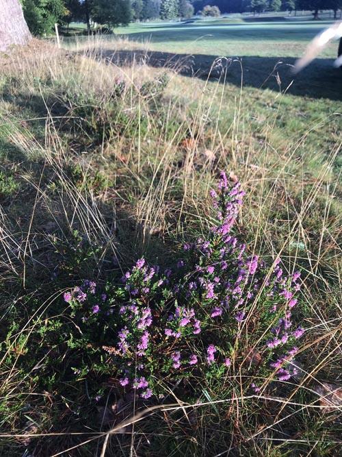 Richard Mullen's Heather