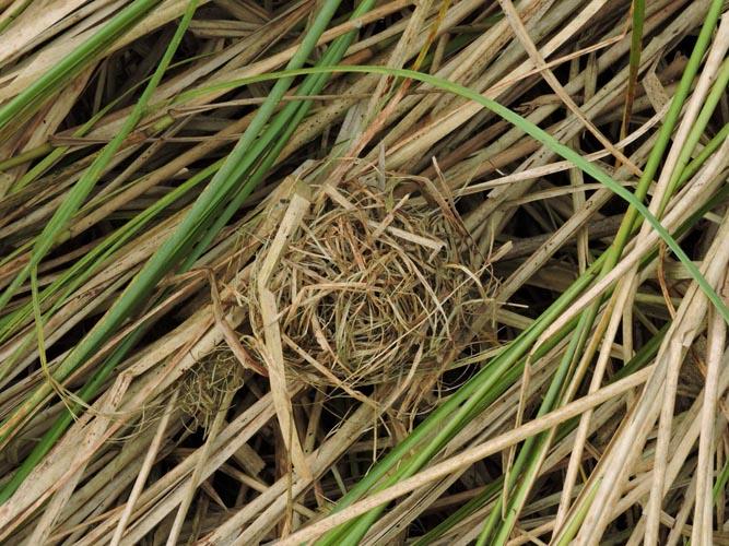 Harvest Mouse Nest